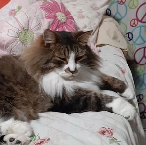 Meet your Posher, Peggy